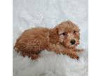 Poodle (Toy) Puppy for sale in Telephone, TX, USA