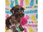 Schnauzer (Miniature) Puppy for sale in Telephone, TX, USA