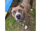 Adopt WOODY a Staffordshire Bull Terrier, Mixed Breed
