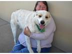 Adopt Gallagher a Great Pyrenees