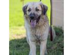 Adopt Preston a Anatolian Shepherd