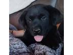 Labrador Retriever Puppy for sale in Backus, MN, USA