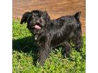 Brussels Griffon Puppy for sale in Independence, KS, USA