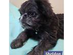 Brussels Griffon Puppy for sale in Independence, KS, USA