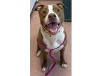 Adopt PARKER a American Staffordshire Terrier