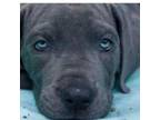 Great Dane Puppy for sale in Woodbridge, CT, USA