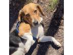 Adopt Parker a Beagle