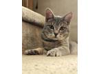 Adopt Tangelo & (Tangerine) a Russian Blue, Domestic Short Hair