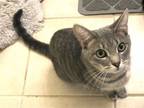 Adopt Tangerine & (Tangelo) a Russian Blue, Domestic Short Hair