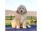 Goldendoodle Puppy for sale in Fredericksburg, PA, USA