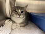 Adopt 2402-0634 Kiwi (Off Site Foster) a Domestic Short Hair