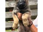 German Shepherd Dog Puppy for sale in Thomasville, GA, USA