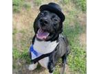 Adopt Archer a Pit Bull Terrier, Mixed Breed