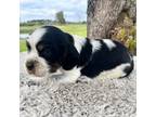 English Springer Spaniel Puppy for sale in Defuniak Springs, FL, USA