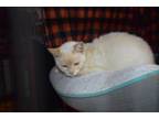 Adopt Bailey Hult a Siamese, Domestic Short Hair