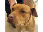 Adopt Bentley a Mixed Breed