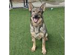 Adopt Gunther a German Shepherd Dog