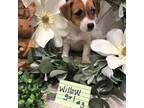 Parson Russell Terrier Puppy for sale in Mableton, GA, USA