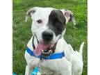 Adopt Bass a Pit Bull Terrier