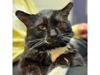 Adopt Bowie Boots a Domestic Short Hair
