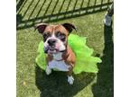 Adopt Ralphie a Boxer