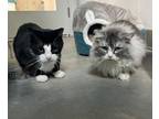 Adopt Jack / Missy a Domestic Short Hair