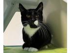 Adopt Socks a Domestic Short Hair