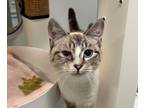 Adopt Ash a Domestic Short Hair