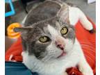 Adopt Chandler a Domestic Short Hair