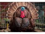 Adopt Frank a Turkey