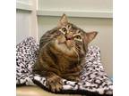 Adopt Vic a Domestic Short Hair