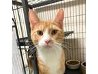 Adopt Creamsicle a Domestic Short Hair, Tabby