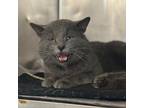 Adopt Grayson a Domestic Short Hair