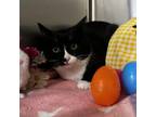 Adopt Storm a Domestic Short Hair