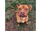 Adopt Duke a Pit Bull Terrier