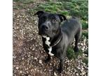 Adopt Zeus a Black Labrador Retriever, Pit Bull Terrier