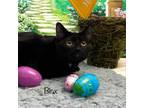 Adopt Binx a Domestic Short Hair