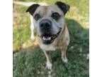 Adopt Roscoe a Boxer, Mastiff