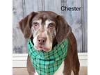 Adopt Chester a Beagle, English Springer Spaniel