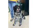 Adopt JoJo a Australian Shepherd