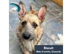 Adopt Biscuit a Terrier