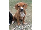 Adopt Peanut butter a Beagle, Boxer