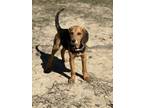 Adopt Ryan a Beagle, Treeing Walker Coonhound