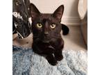 Adopt Salem - City Of Industry Location a Domestic Short Hair