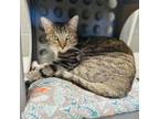 Adopt Ty - Costa Mesa Location a Domestic Short Hair