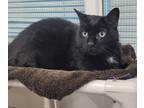 Adopt ANAKIN a Domestic Short Hair