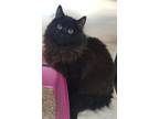 Adopt BOWSER a Domestic Long Hair