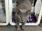 Adopt Big Mac a Domestic Short Hair