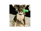 Adopt Niko a Pit Bull Terrier, Boxer