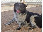 Adopt Moose a Border Collie, Newfoundland Dog